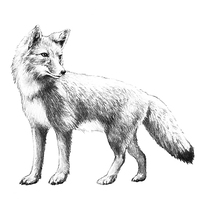 Year Of The Fox - Write Up